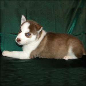 Rasa pura Husky catelus concediu