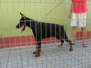 vand pui dobermann