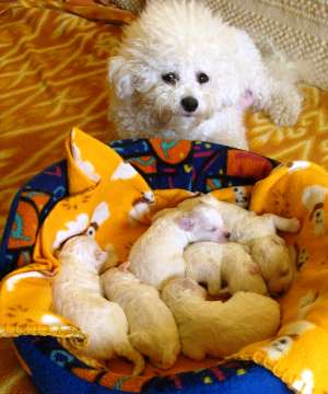 Vand pui bichon frise cu pedigree