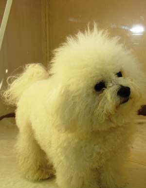 Vand pui bichon frise cu pedigree