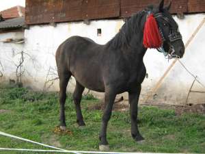 vnd 3 manji