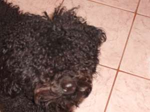 Caut mascul caniche,    negru complet,    talie medie pt imperechere.