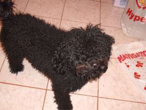 Caut mascul caniche,    negru complet,    talie medie pt imperechere.