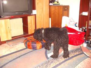 Caut mascul caniche,    negru complet,    talie medie pt imperechere.
