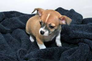Chihuahua catelus