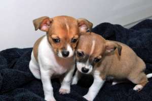 Chihuahua catelus