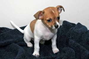 Chihuahua catelus