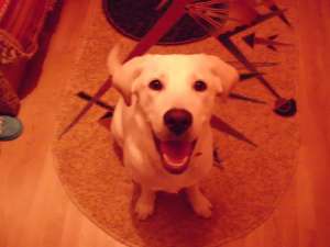 Vand labrador retriever  auriu