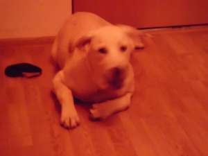 Vand labrador retriever  auriu