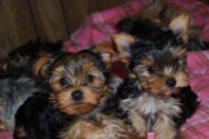 yorky catelus