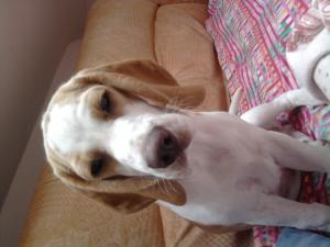 pierdut beagle