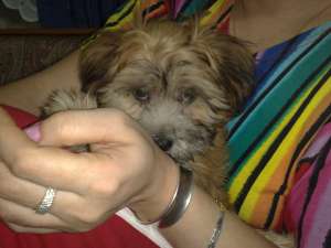 Vand bichon superb
