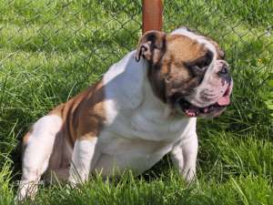 Vand Femela Buldog Englez