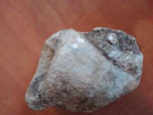 Fosile de vanzare