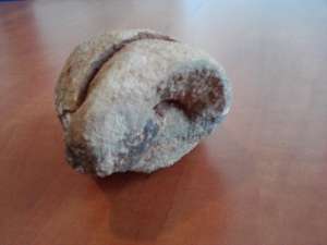 Fosile de vanzare