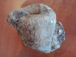 Fosile de vanzare