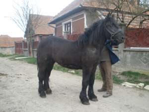 Manz percheron