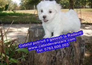 Bichon Maltez De Vanzare