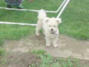 caut femela bichon pentru monta