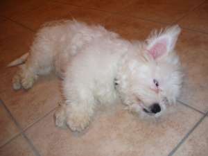 caut femela bichon pentru monta