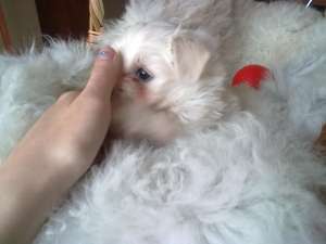 Vand BICHON BOLOGNEZ