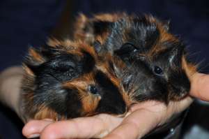 donez porcusori guineea 3 saptamani