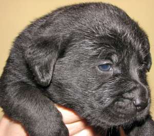Pui Labrador Retriever de vanzare