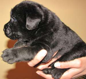 Pui Labrador Retriever de vanzare