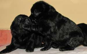 Pui Labrador Retriever de vanzare