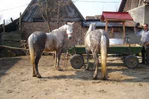 cai de vanzare