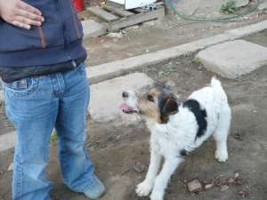 vand fox terrier