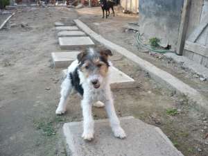 vand fox terrier