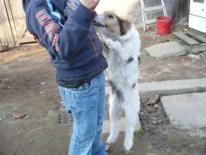 vand fox terrier