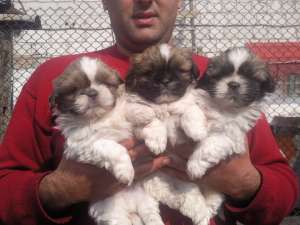 vand pui de shih tzu 2 luni