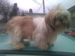 vand pui de shih tzu 2 luni