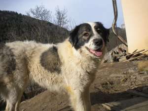 ciobanesc de bucovina
