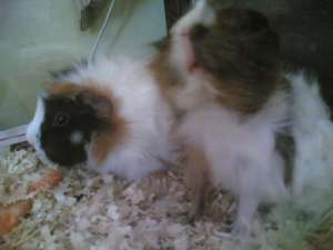 vand porcusori guineea