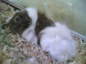 vand porcusori guineea