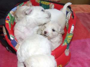 vand 4 pui bichon bologness deparazitati