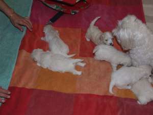 vand 4 pui bichon bologness deparazitati