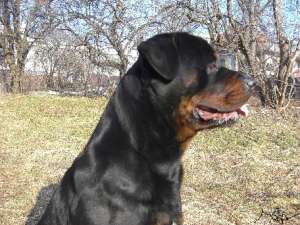 Vand pui rottweiler mascul 6 saptamani deosebit.{in poza este tatal puilor