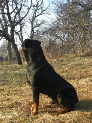 Vand pui rottweiler mascul 6 saptamani deosebit.{in poza este tatal puilor