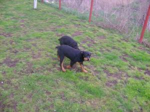 vind catei rottwailler