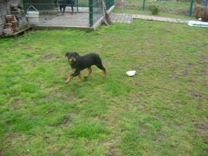 vind catei rottwailler