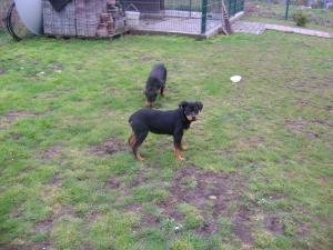 vind catei rottwailler