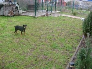 vind catei rottwailler
