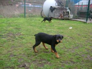 vind catei rottwailler