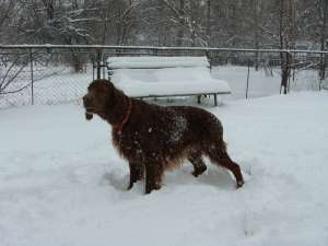pui setter irlandez rosu