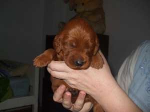 pui setter irlandez rosu