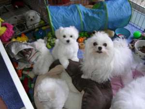 Bichon maltez si Shih-tzu 700 Ron